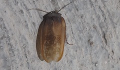 Homoeogamia mexicana