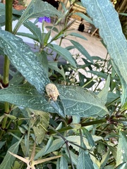 Sphyrocoris obliquus