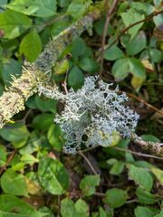 Cladonia rangiferina
