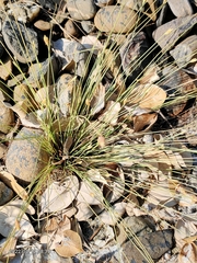 Fimbristylis