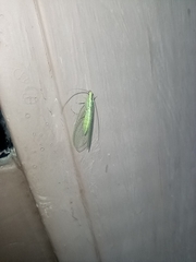 Chrysopidae