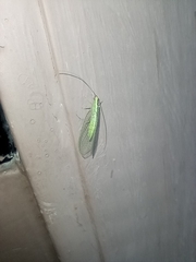 Chrysopidae