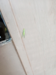 Chrysopidae