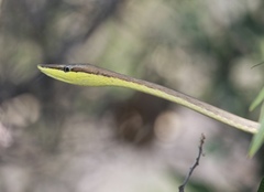 Oxybelis microphthalmus