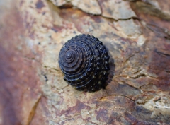 Diloma bicanaliculatum