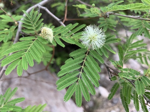 Lysiloma divaricatum - Whole tree