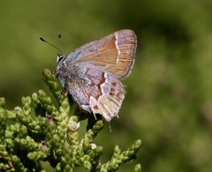 Callophrys loki