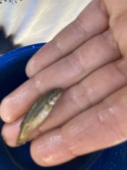 Rhinichthys cataractae