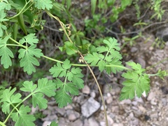 Cardiospermum corindum