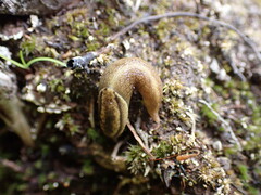 Prophysaon andersonii