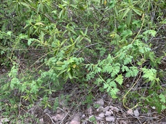 Cardiospermum corindum