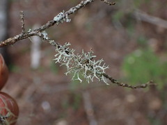 Evernia prunastri