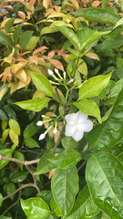 Tabernaemontana divaricata