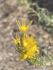 Ericameria suffruticosa