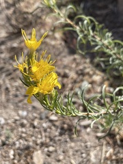Ericameria suffruticosa