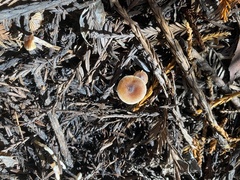 Pseudobaeospora