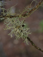 Evernia prunastri