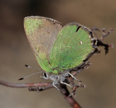 Callophrys dumetorum
