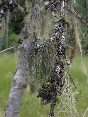 Alectoria sarmentosa