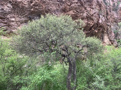 Forchhammeria watsonii