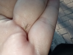 Pterygota