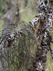 Alectoria sarmentosa