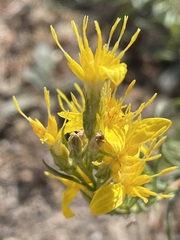 Ericameria suffruticosa