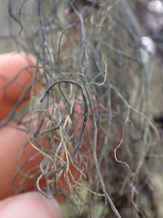 Alectoria sarmentosa