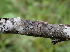 Rinodina