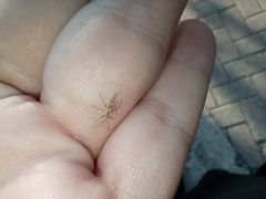 Pterygota