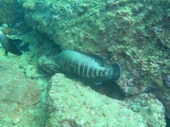 Cephalopholis panamensis