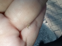 Pterygota
