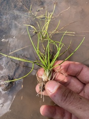 Isoetes brasiliensis