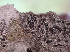 Rinodina