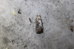 Lateroligia ophiogramma