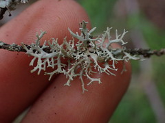 Evernia prunastri