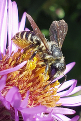 Megachile relativa