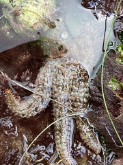 Astrometis sertulifera