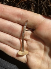 Pseudobaeospora