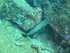 Cephalopholis panamensis