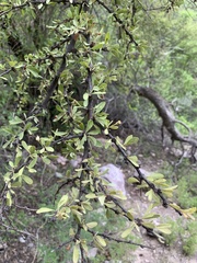 Condalia globosa
