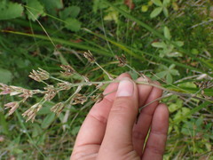 Melanthieae