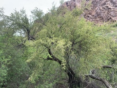 Condalia globosa