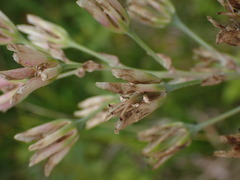 Melanthieae