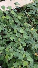 Ampelopsis glandulosa hancei