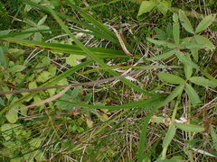 Melanthieae