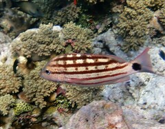 Lutjanus decussatus