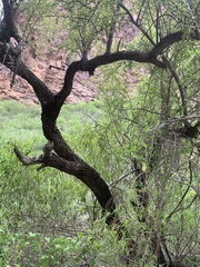 Condalia globosa