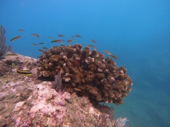 Thalassoma lucasanum