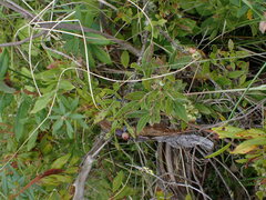 Vaccinium myrtilloides